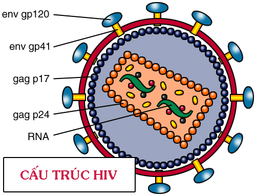 Bệnh do vi rút gây ra hội chứng suy giảm miễn dịch mắc phải ở người (hiv/aids) (Acquis immunideficientis syndromi)
